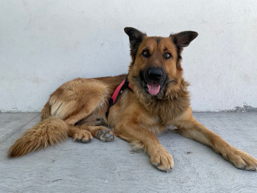 Nika hospitalizada