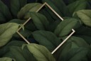 plantas-de-exterior
